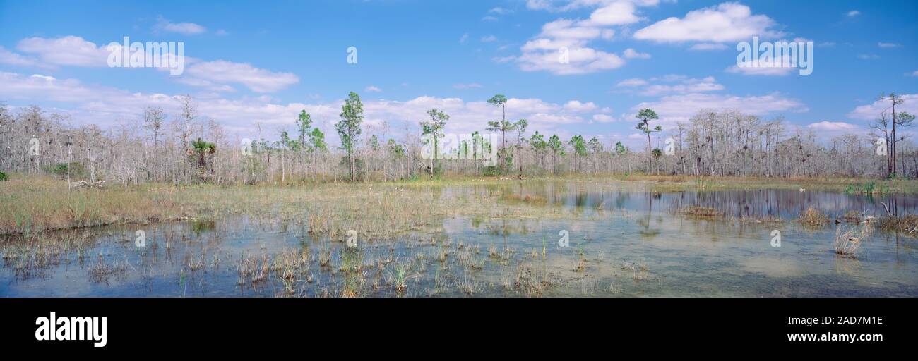 USA, Florida, Big Cypress National Preserve, Turner River Road, Sumpf in einem Wald Stockfoto