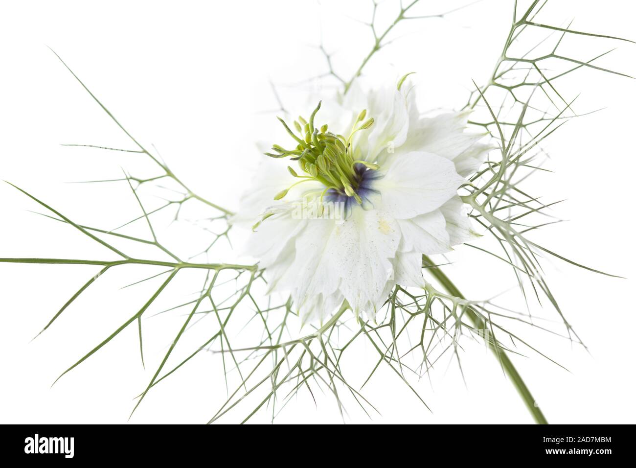 Liebe-in-a-mist Nigella Damascena Flower, Stockfoto