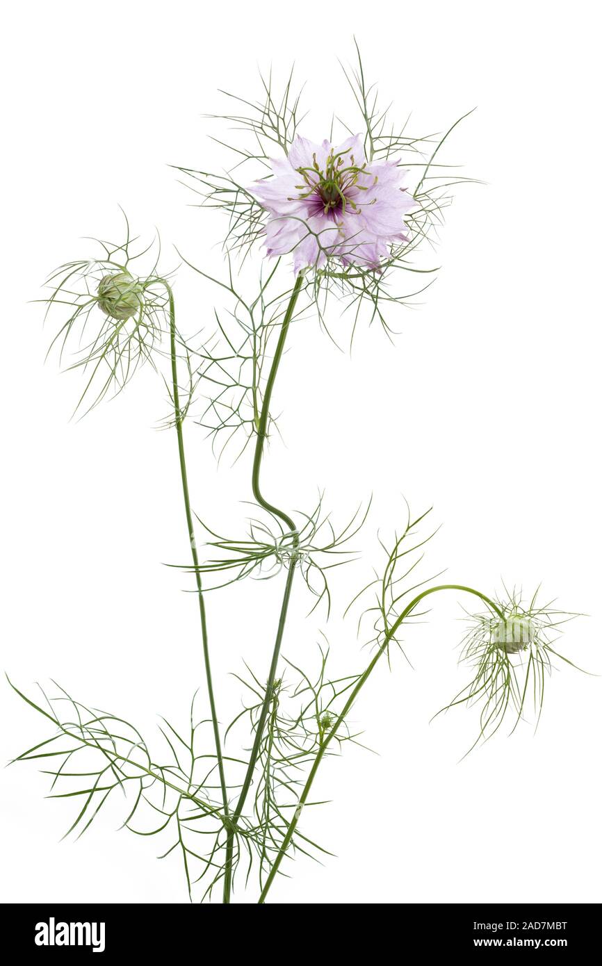 Liebe-in-a-mist Nigella Damascena Flower, Stockfoto