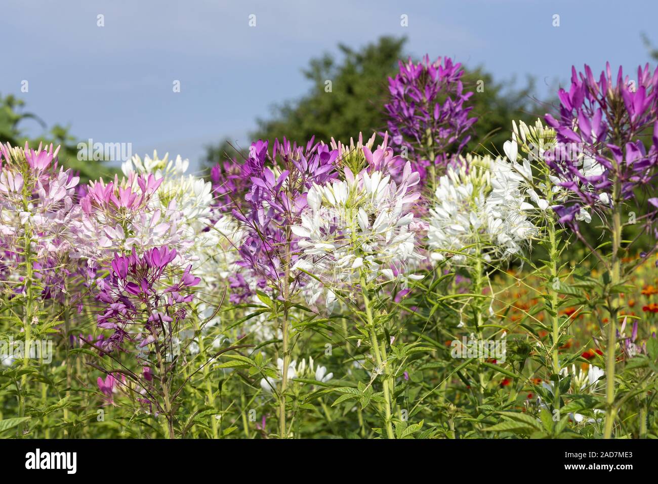 Stachelige spiderflower, spider Blume, Tarenaya spinosa Stockfoto