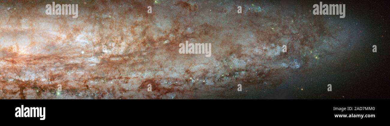 Eine Nahaufnahme von Hubble zeigt, dass NGC 253 ist in Brand mit dem Licht von Tausenden von Jungen, blaue Sterne. Die Spiralgalaxie befindet sich in intensiver Sternentstehung. Dieses Bild, mit der Hubble erweiterte Kamera für Umfragen, zeigt Farben und unterschiedlichen Intensitäten der einzelnen Stars sowie dunkle Filamente aus Gas und Staub interstellarem Staub zwischen den Sternen intersperced. NGC 253 ist der dominante Galaxie in der Bildhauer Gruppe von Galaxien und befindet sich etwa 13 Millionen Lichtjahre von der Erde entfernt. Diese Galaxie ist ein Teil einer detaillierten Erhebung, die ACS-nahen Galaxie Umfrage Treasury Programm (Angst). Die Stockfoto