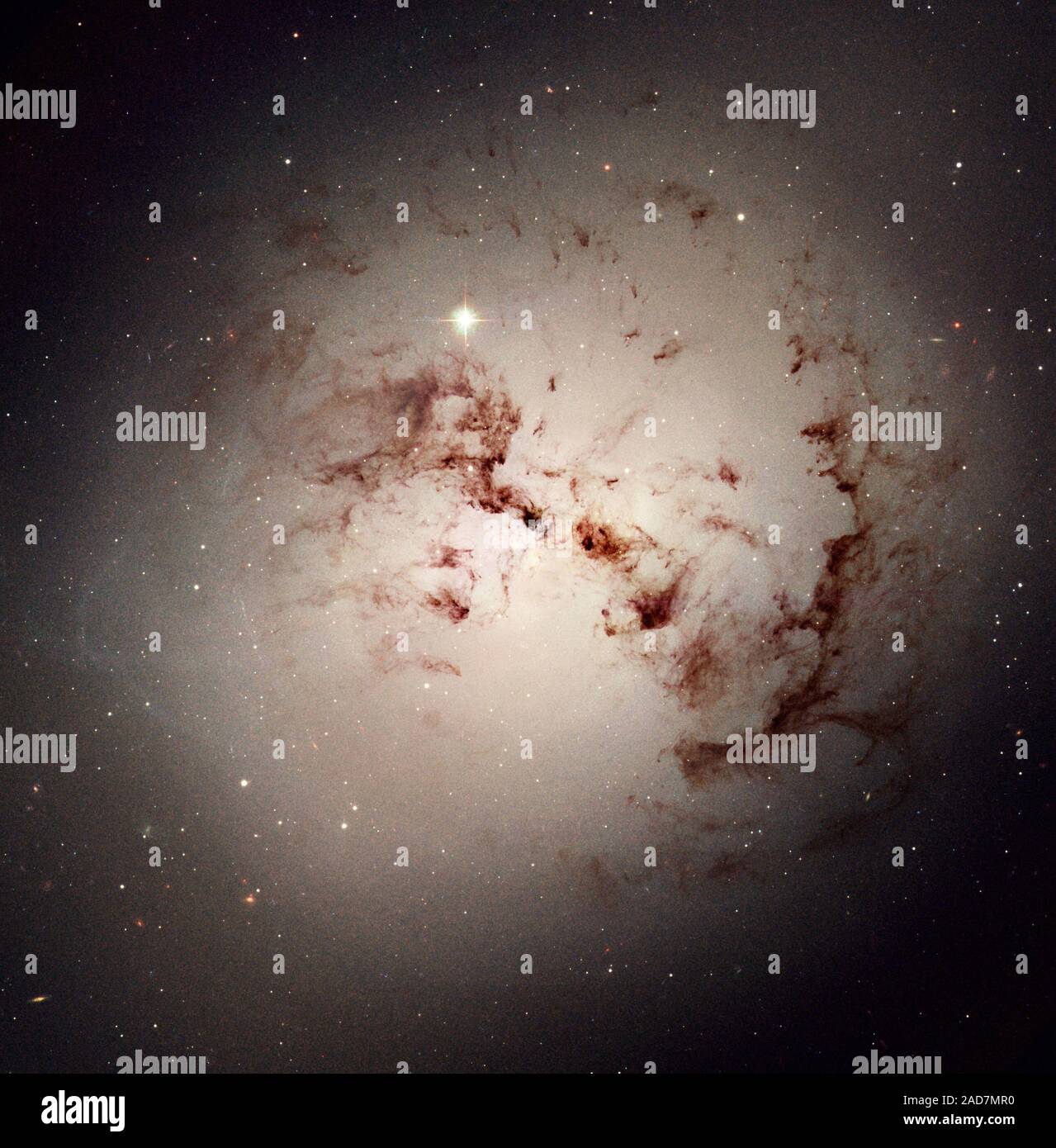 Wie Staub Häschen, die in Ecken lauern und unter Betten, überraschend komplex Loops und Blobs von kosmischem Staub liegen in der gigantischen elliptischen Galaxie NGC 1316 versteckt. Dieses Bild aus Daten mit dem NASA-Hubble-Weltraumteleskop gewonnen offenbart den Staub Gassen und Sternhaufen dieser riesigen Galaxie, die Beweise dafür, dass er aus einer vergangenen Fusion von zwei Gas-reichen Galaxien entstanden war. Die Kombination aus exzellenter räumlicher Auflösung von Hubble und die Empfindlichkeit der Kamera für Umfragen (ACS), installiert an Bord Hubble im Jahr 2002 und für diese Bilder verwendet, aktiviert einzigartig präzise Messungen einer cl Stockfoto