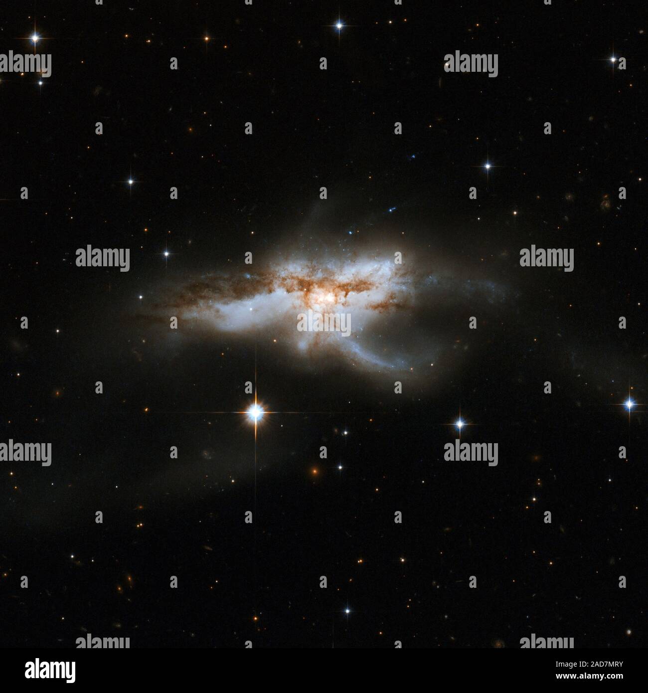 NGC 6240 ist eine eigentümliche, Schmetterling - oder Hummer - geformte Galaxie aus zwei kleineren verschmelzenden Galaxien. Es liegt im Sternbild Schlangenträger, die Schlange Halter, etwa 400 Millionen Lichtjahre entfernt. Beobachtungen mit der NASA Chandra X-ray Observatory haben zwei riesige schwarze Löcher, rund 3000 Lichtjahre auseinander, die zueinander und schließlich verschmelzen Drift in eine größere schwarze Loch bekannt gegeben. Das zusammenführen, die über 30 Millionen Jahren begann, ausgelöste dramatische Sternentstehung und löste zahlreiche Supernova-explosionen. Die Fusion wird abgeschlossen in einige ten zu Hund. Stockfoto