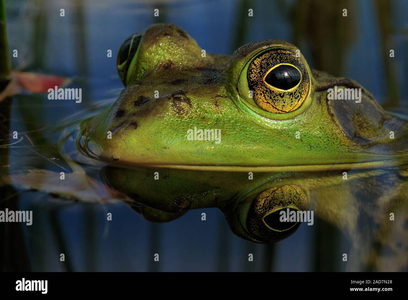 Ein amerikanischer Ochsenfrosch und seiner Reflexion. Stockfoto