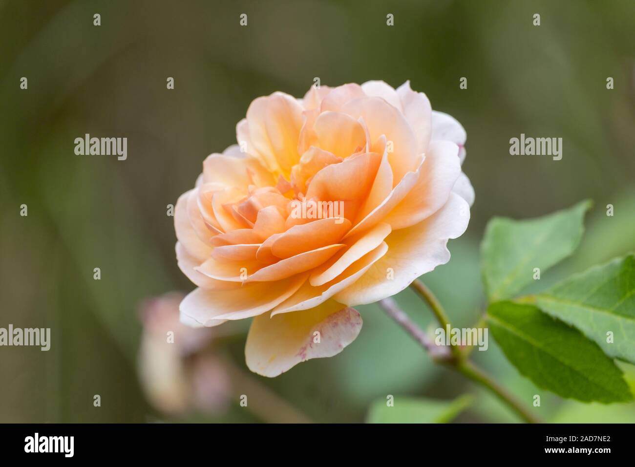 Rosa (Rosa sp.) Stockfoto