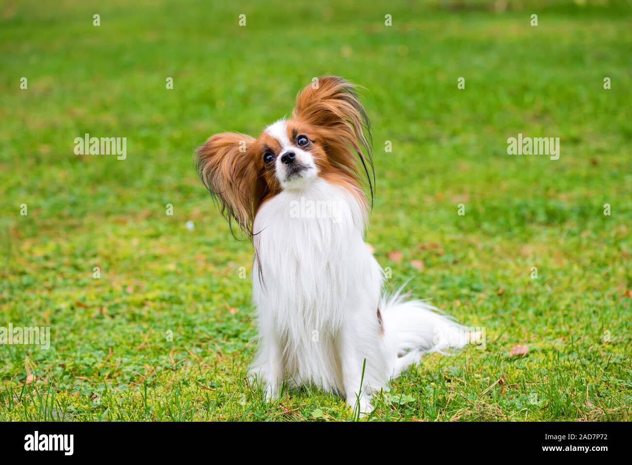 Porträt einer Papillon purebreed Hund sitzen auf dem Gras Stockfoto