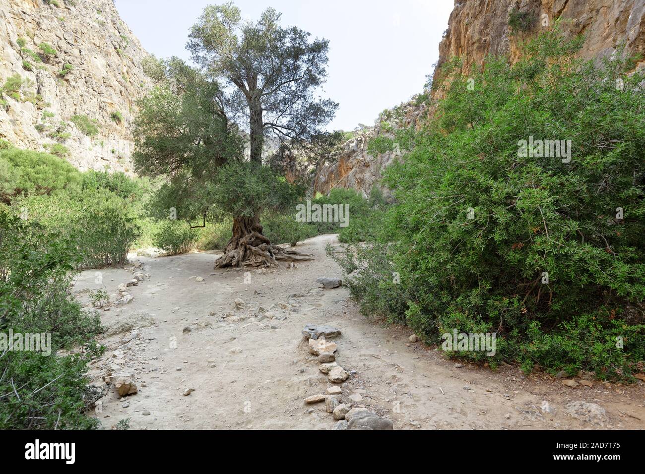 Olivenbaum in die agiofarango Schlucht, Kreta, Griechenland Stockfoto