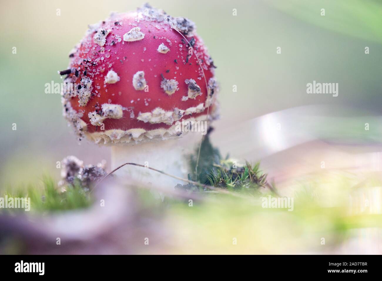 Giftige Pilze. Amanita wachsen auf Wald in Moss Stockfoto