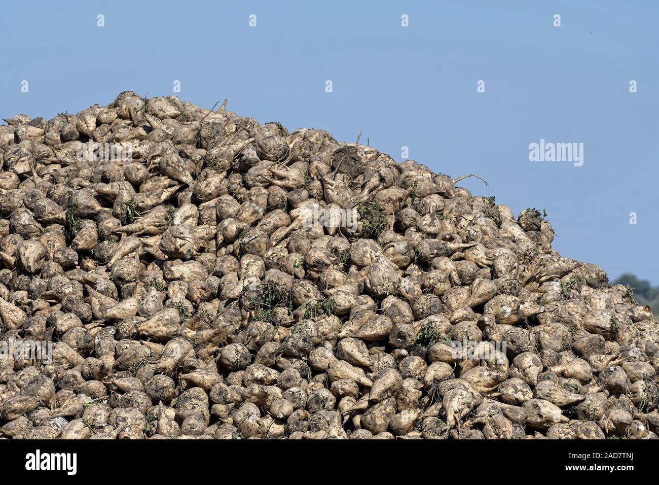 Zuckerrüben Stockfoto