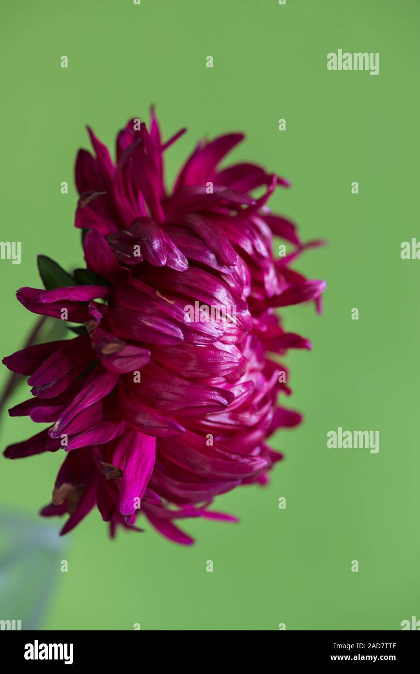 Nahaufnahme der Blüte Aster auf grünem Hintergrund. Stockfoto