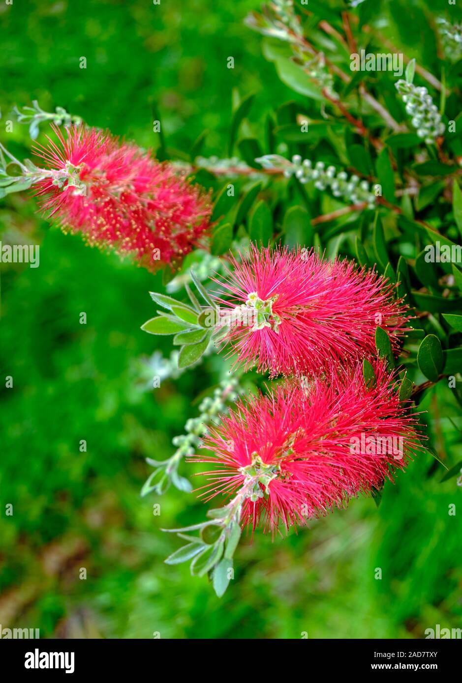 Pflanze mit roten Blumen Callistemon bottlebrush Stockfoto