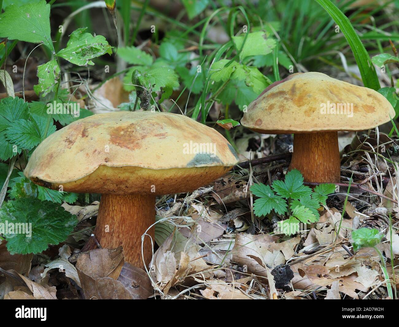 Lurid bolete, Suillellus luridus Stockfoto