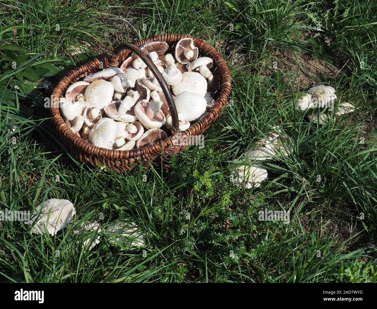 Pilz Warenkorb mit Wiese Pilze Stockfoto