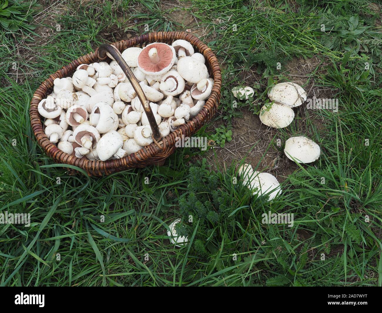 Pilz Warenkorb mit Wiese Pilze Stockfoto