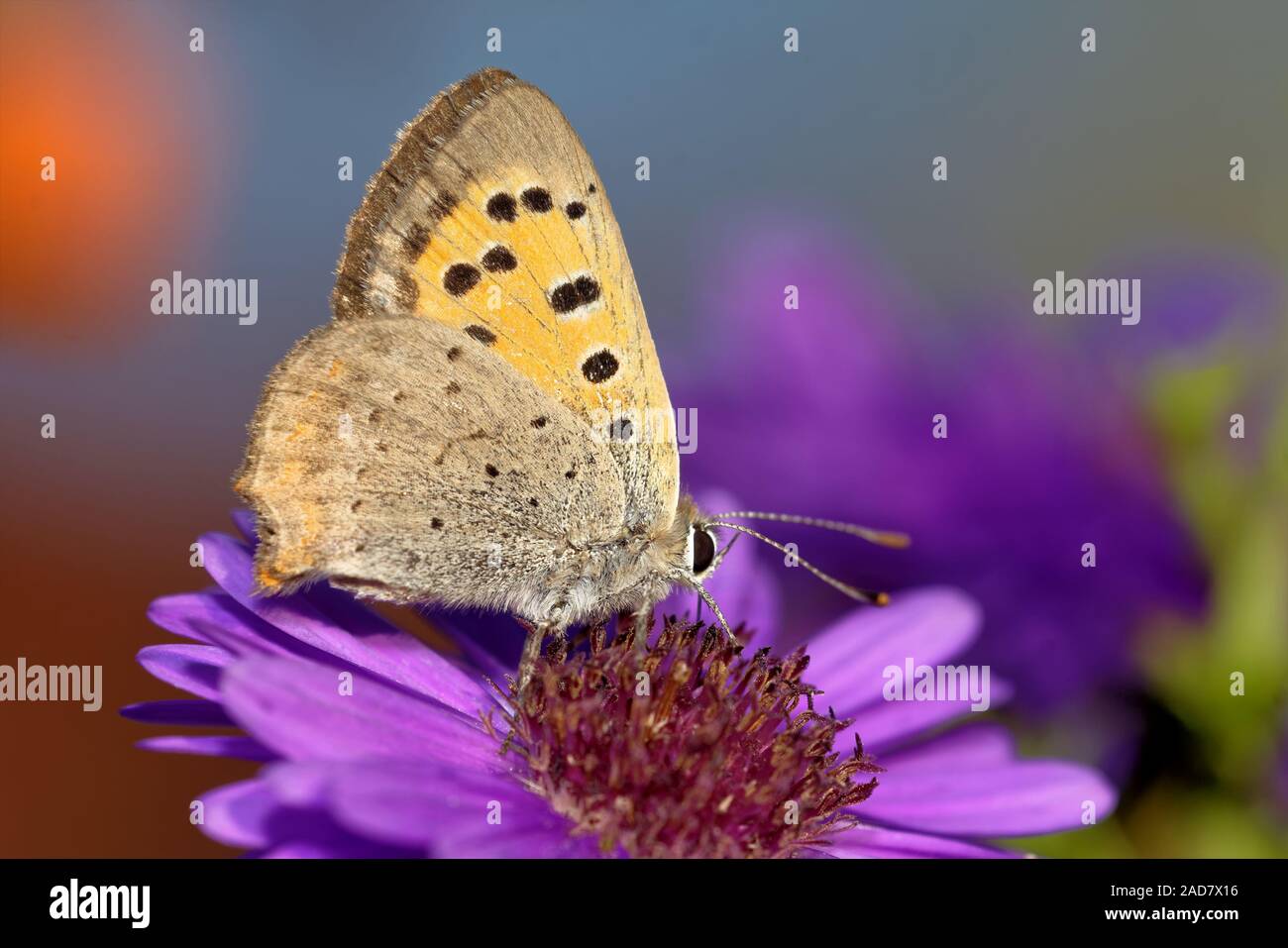 Kleines Feuer Schmetterling Stockfoto