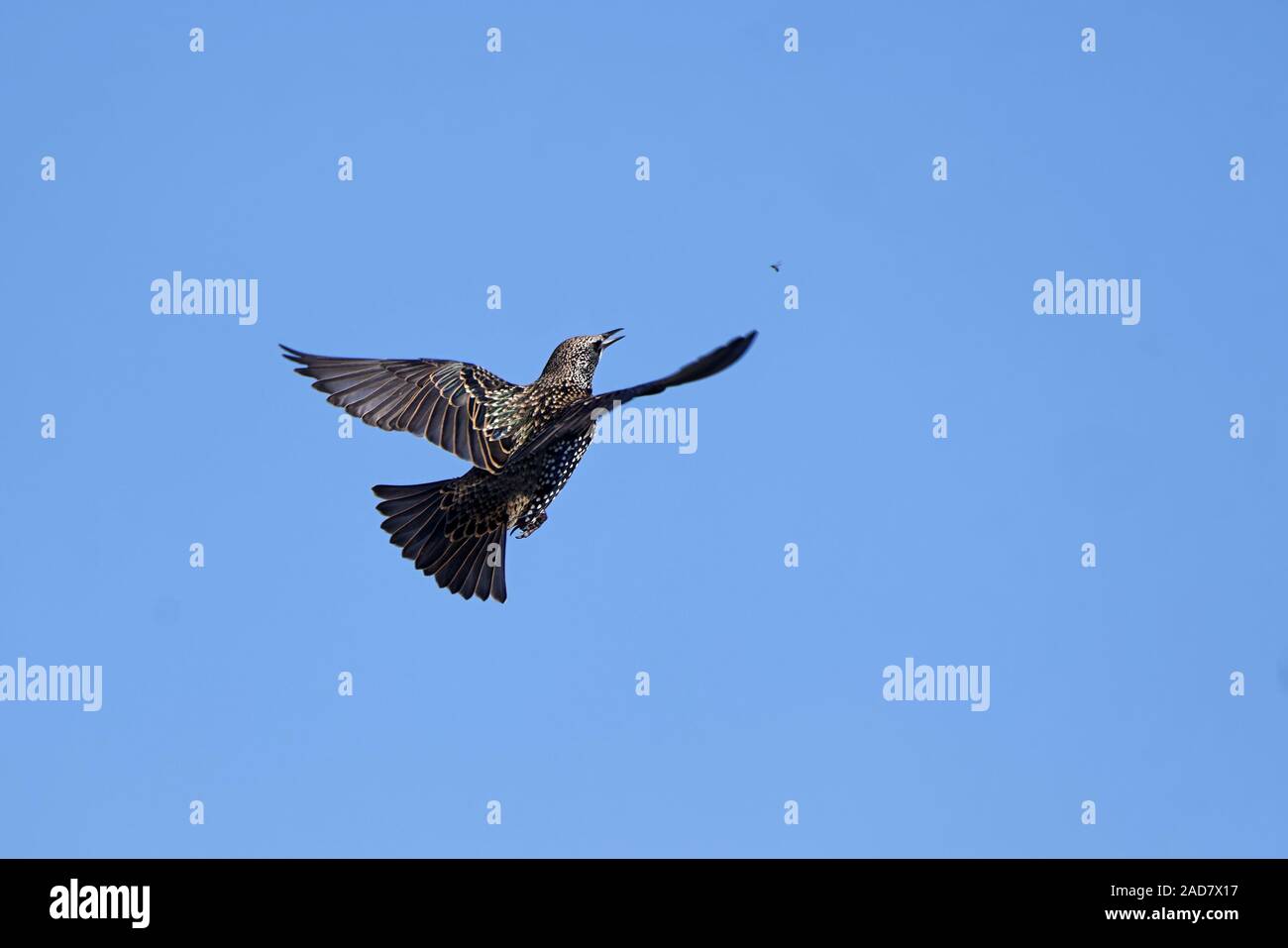 Star jagt Insekten Stockfoto