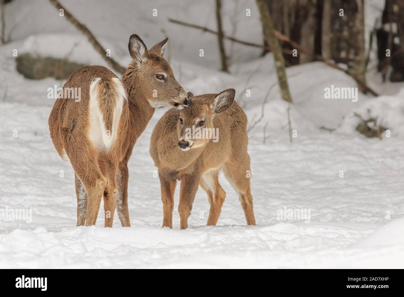 Ein herzlicher Moment von zwei Weißschwänzigen Deer im Winter. Stockfoto