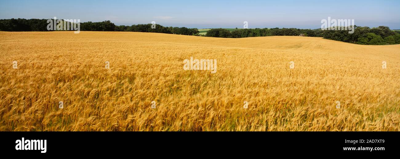 Weizen in einem Feld kultiviert, Otter Tail County, Minnesota, USA Stockfoto