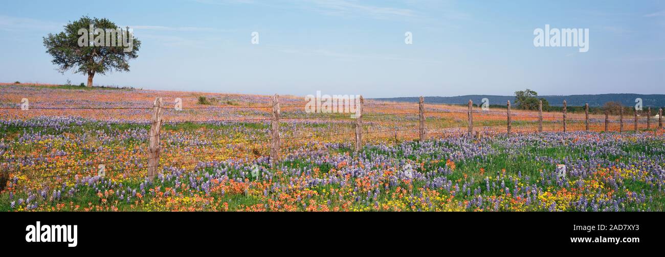 Texas bluebonnets und indische Pinsel in ein Feld, Texas Hill Country, Texas, USA Stockfoto