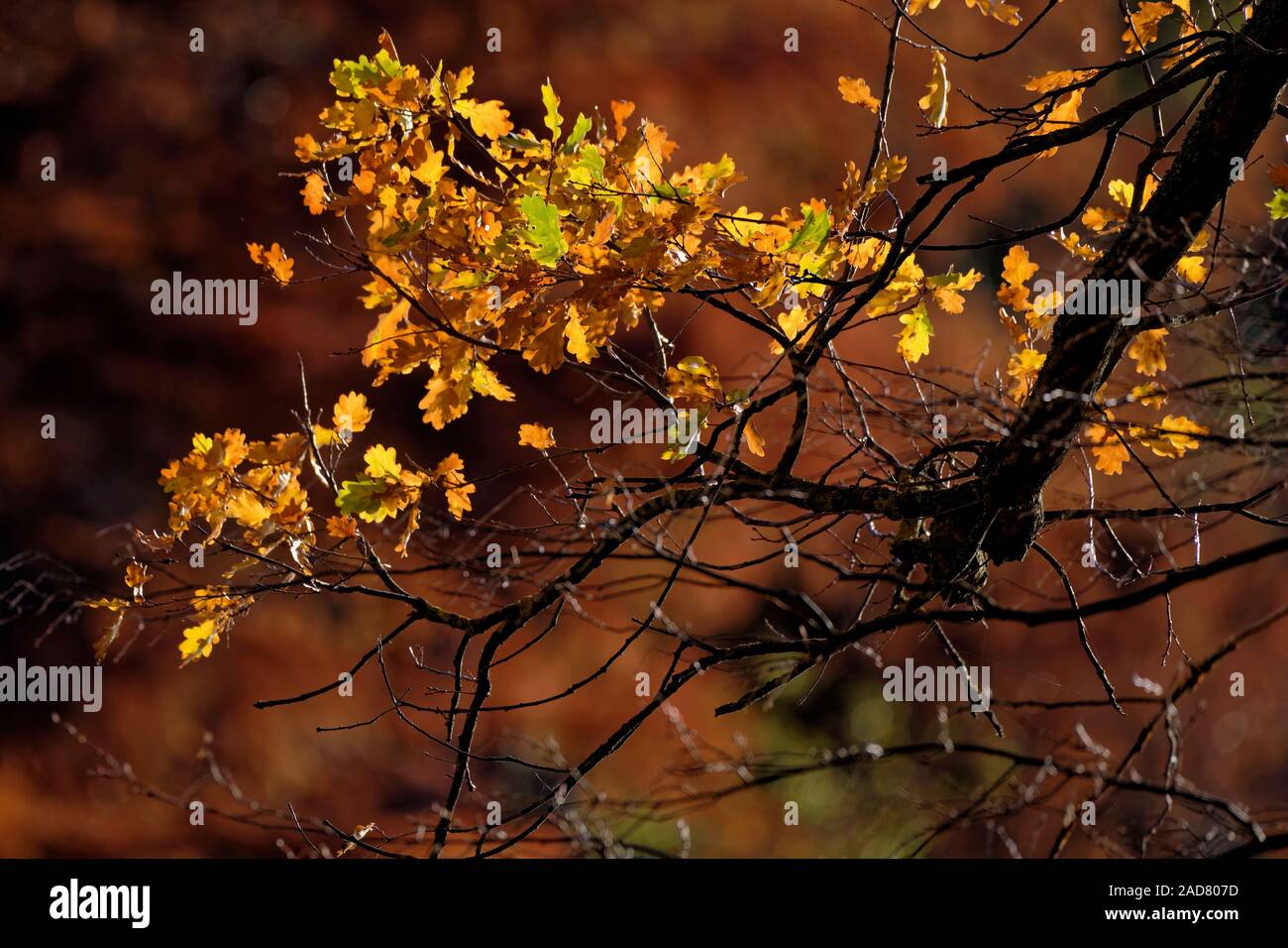 Eiche im Herbst Stockfoto