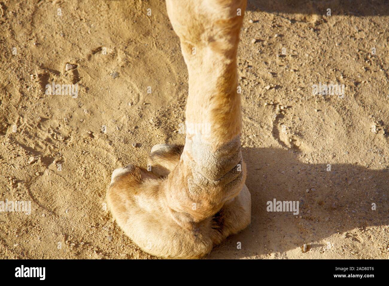 Bein, den Huf, Camel toe eines Kamels dromader Stockfoto