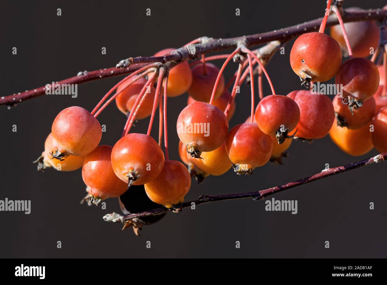 Crabapples im Garten Stockfoto