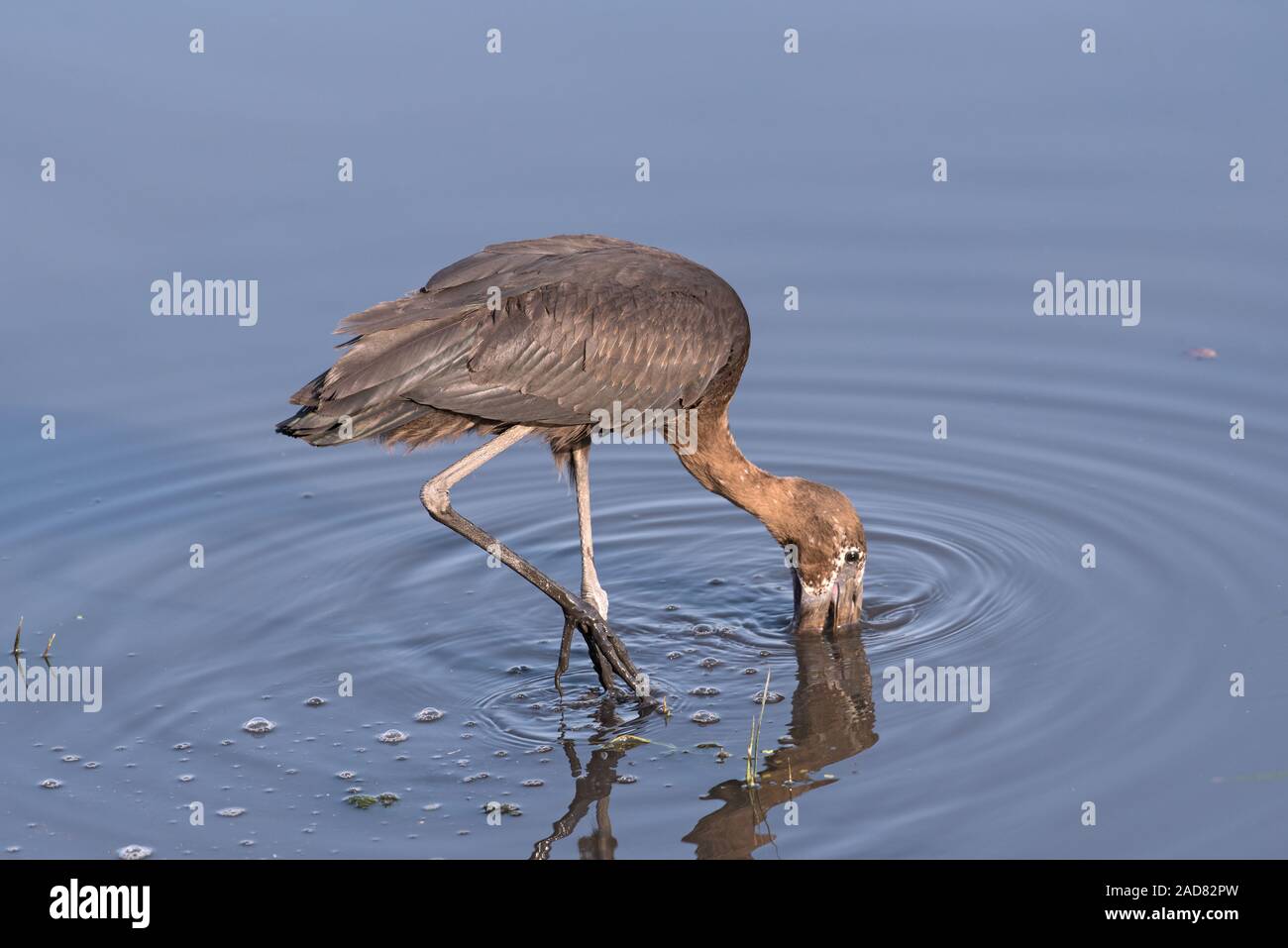 Afrikanische openbill Storch, Anastomus lamelligerus, Essen in der Chobe River, Botswana Stockfoto