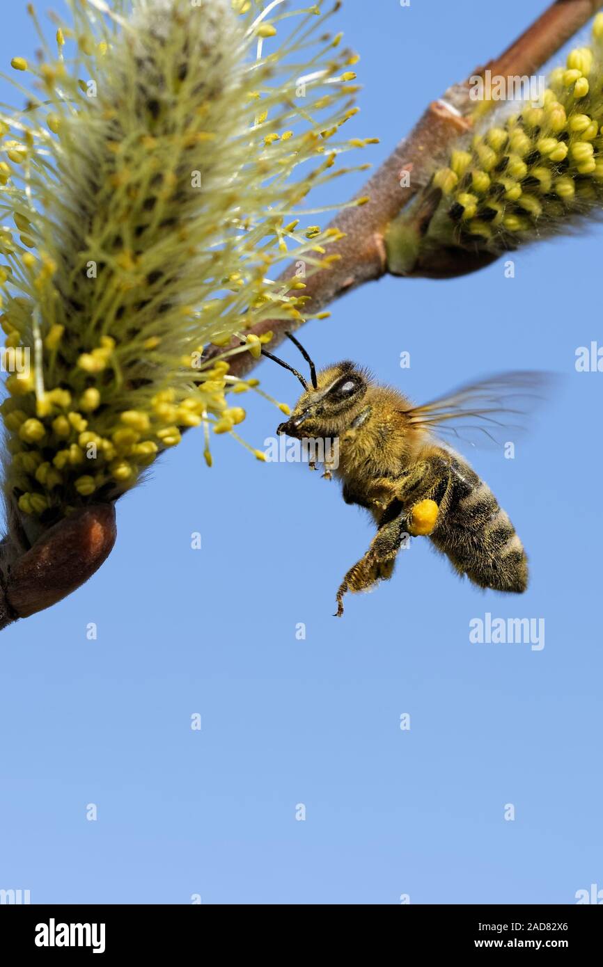 Biene auf einer catkin Stockfoto