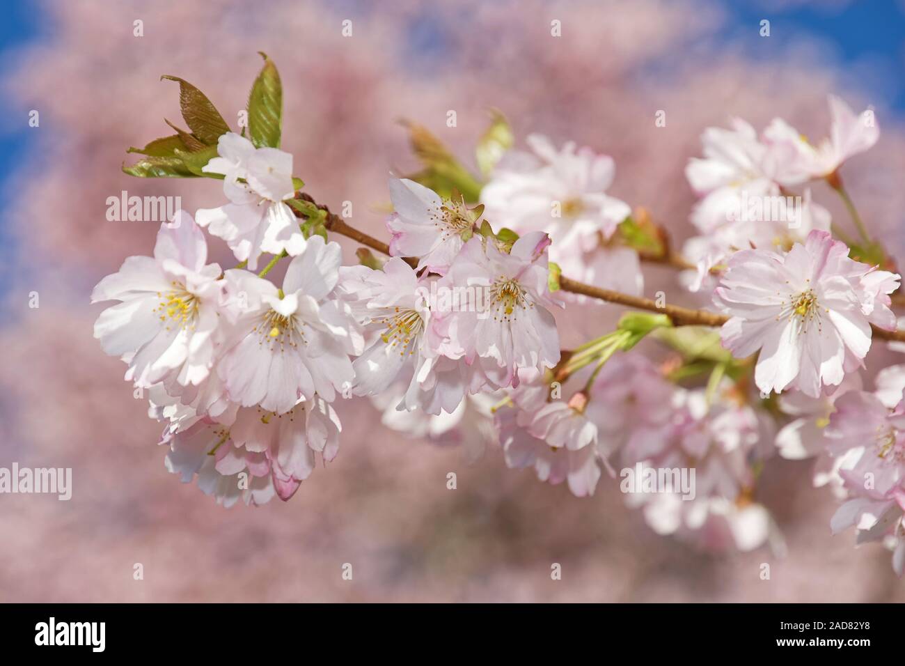 Japanische Kirsche in der Blüte Stockfoto