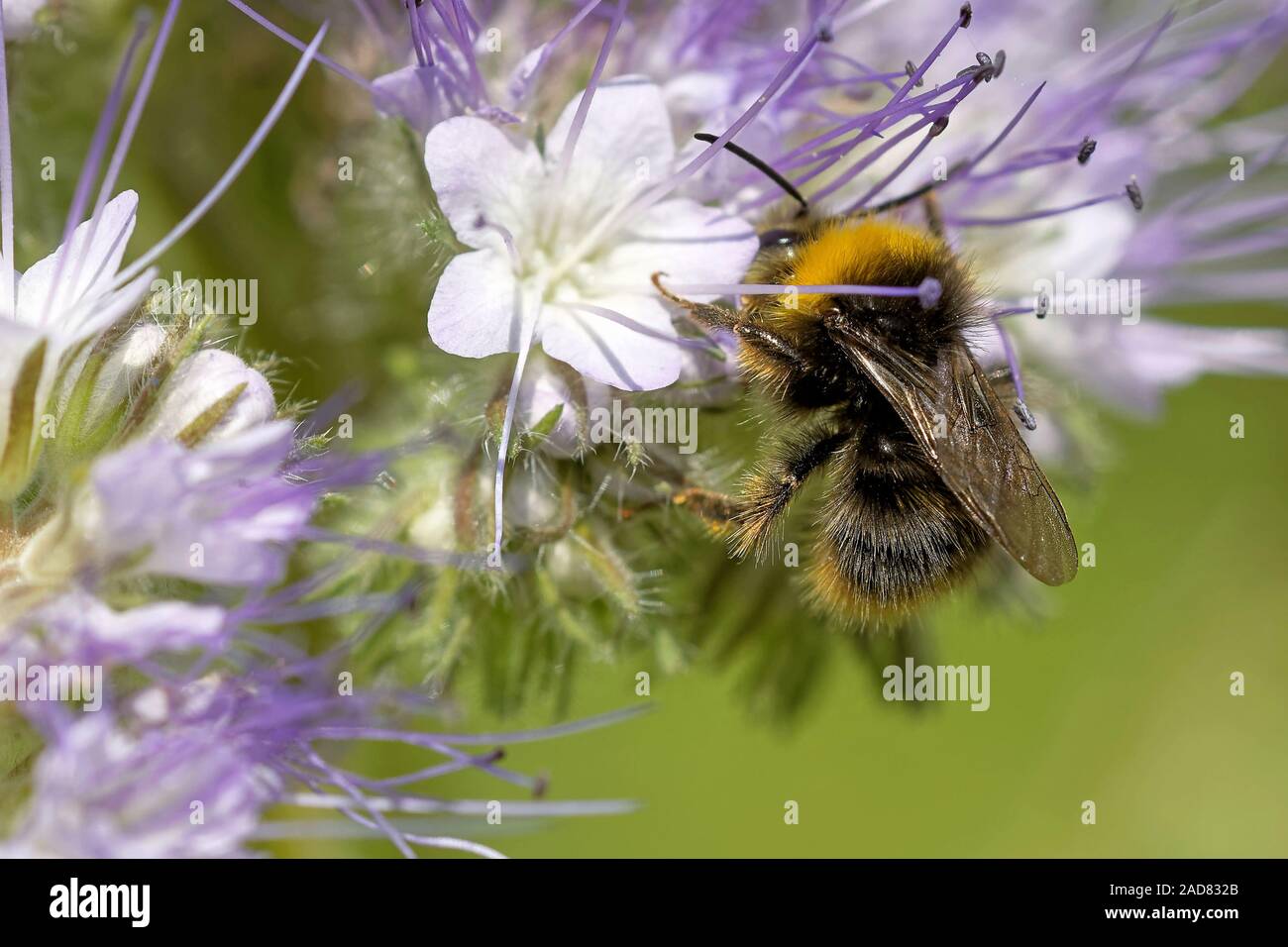 Hummel auf Lacy phacelia Stockfoto