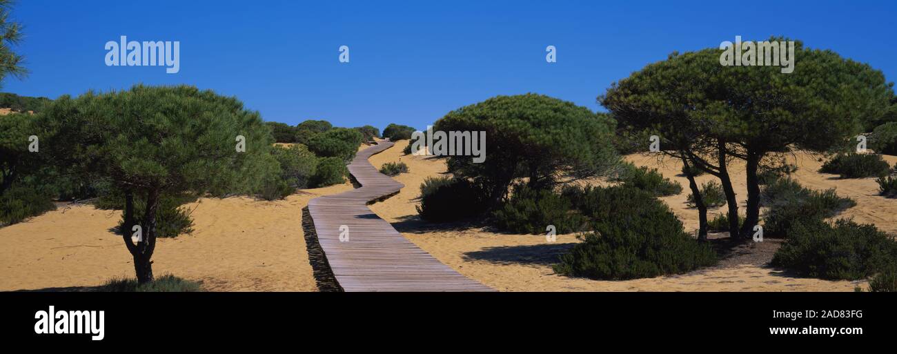 Boardwalk, die durch eine Landschaft, Cuesta de Maneli, Donana National Park, Provinz Huelva, Spanien Stockfoto