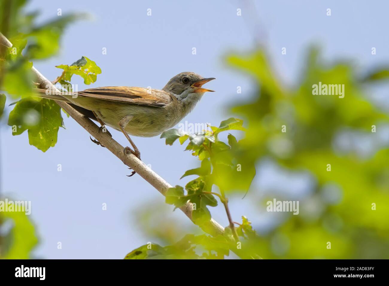 Gemeinsame whitethroat Stockfoto