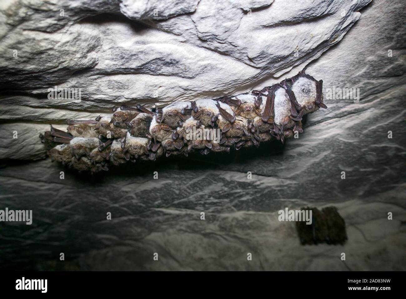 Teich Fledermäuse überwintern in der Höhle, eine Gruppe von Tieren, die das Hängen an der Decke Stockfoto