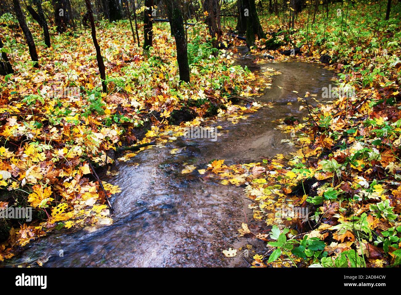 Alten Park mit einem Teich, Bächen, alten Bäumen, gartenbänke Abgebrochen Stockfoto