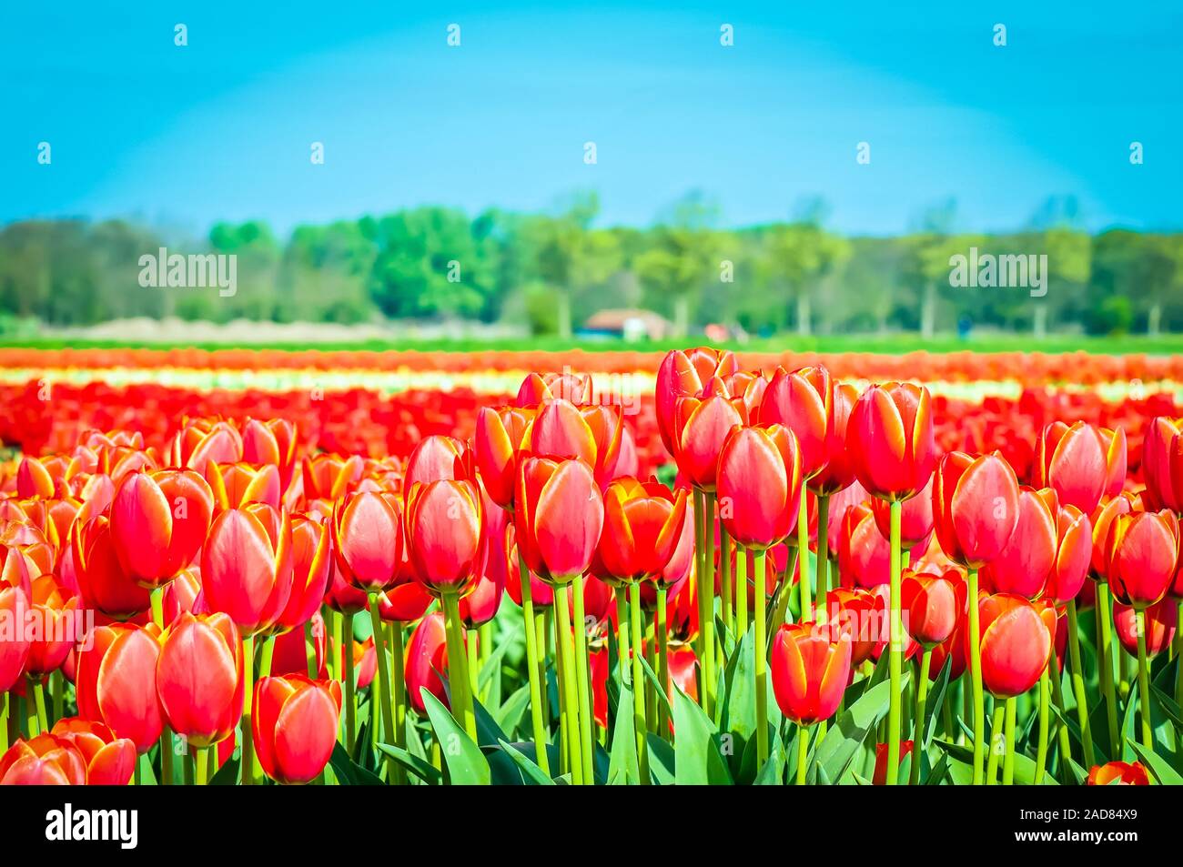 Ein Bereich der roten und gestreifte Tulpen in Holland. Geringe Tiefenschärfe. Fokus auf den Vordergrund Stockfoto