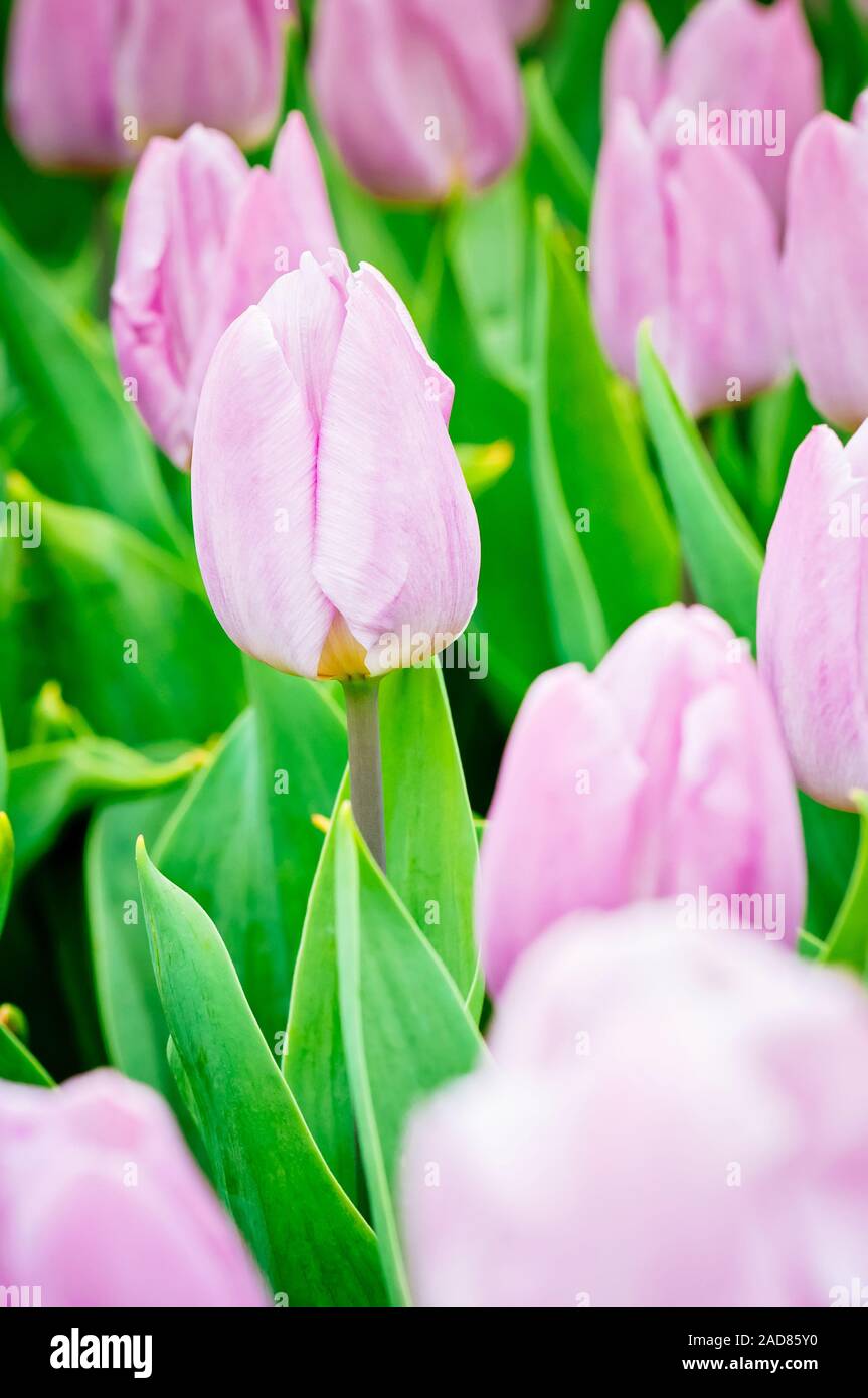 Rosa Tulpen wachsen im Garten auf blumenbeet. Geringe Tiefenschärfe. Fokus auf der linken Tulpe. Stockfoto