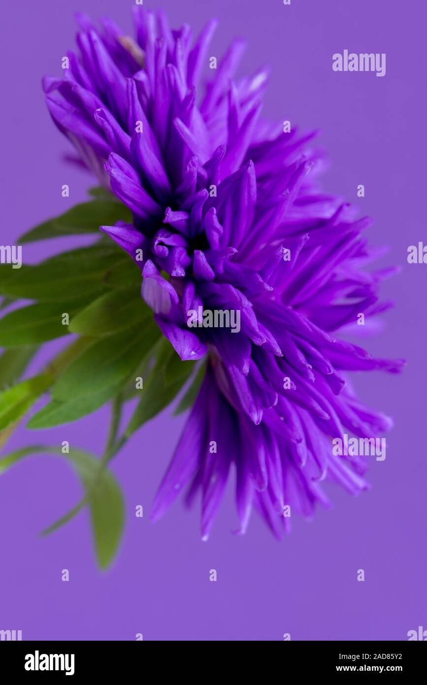 Nahaufnahme der Blüte Aster auf lila Hintergrund. Geringe Tiefenschärfe. Stockfoto