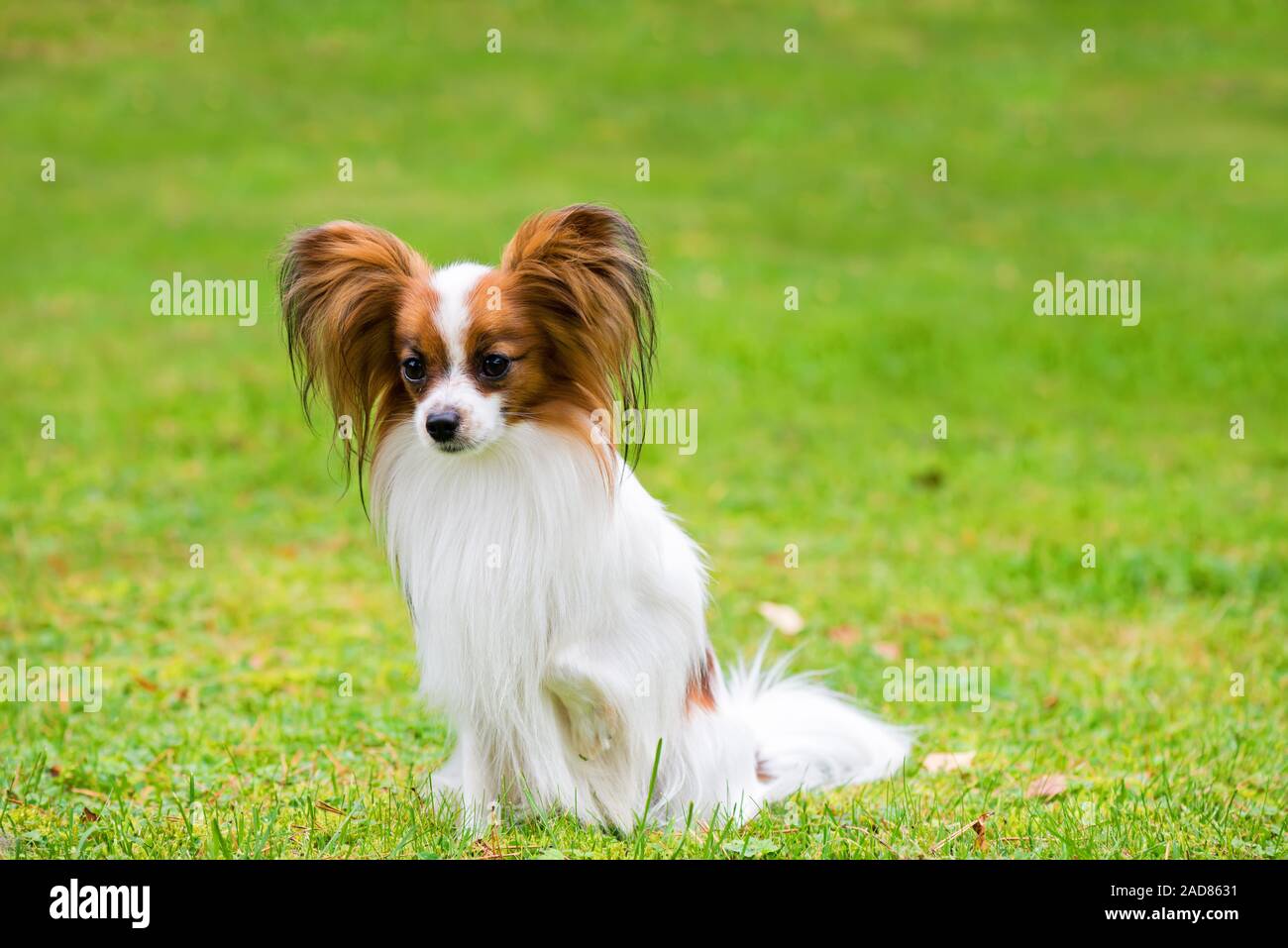 Porträt einer Papillon purebreed Hund sitzen auf dem Gras Stockfoto