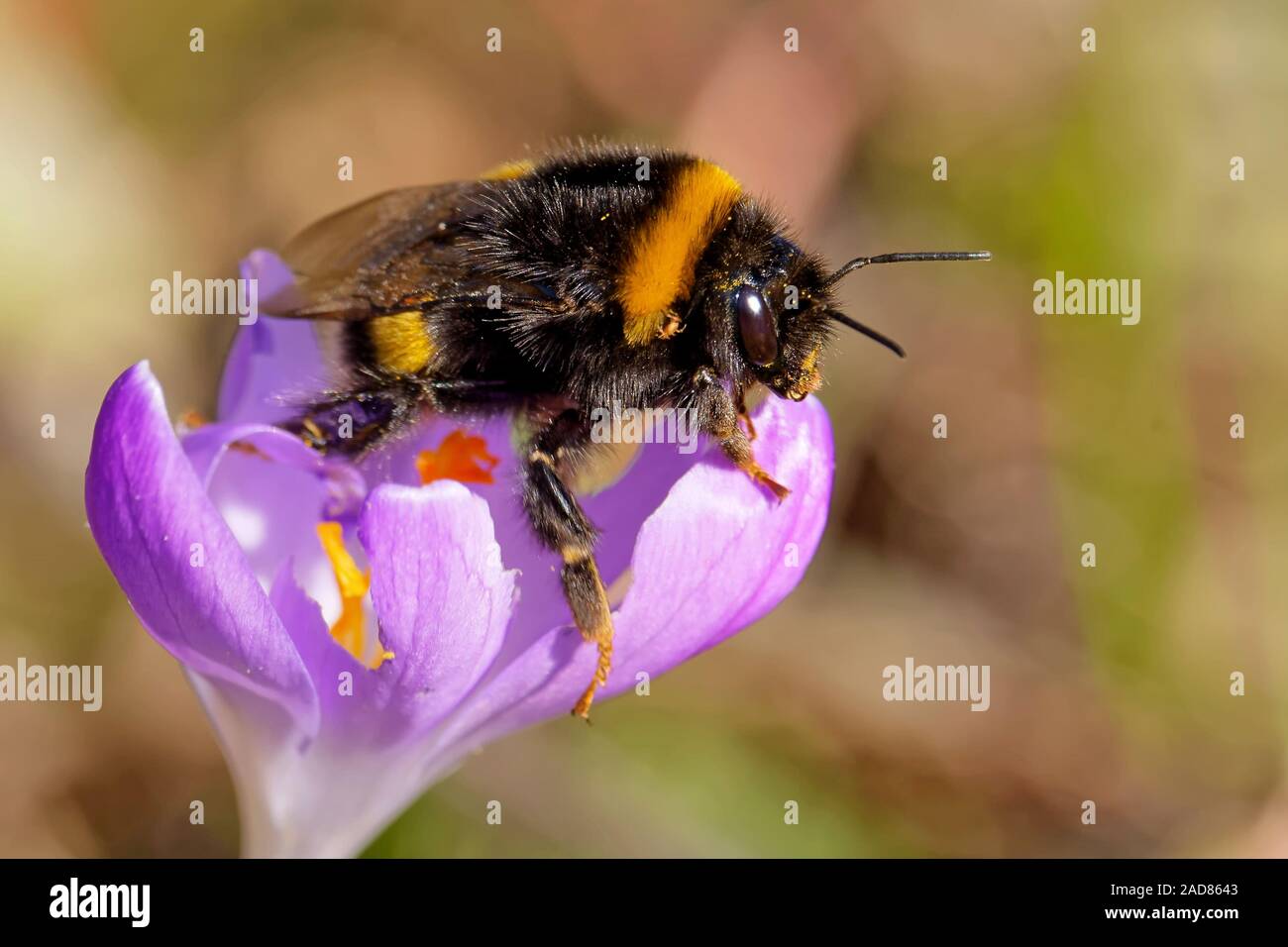 Buff-Bumblebee tailed auf einem krokusse im Frühling Stockfoto