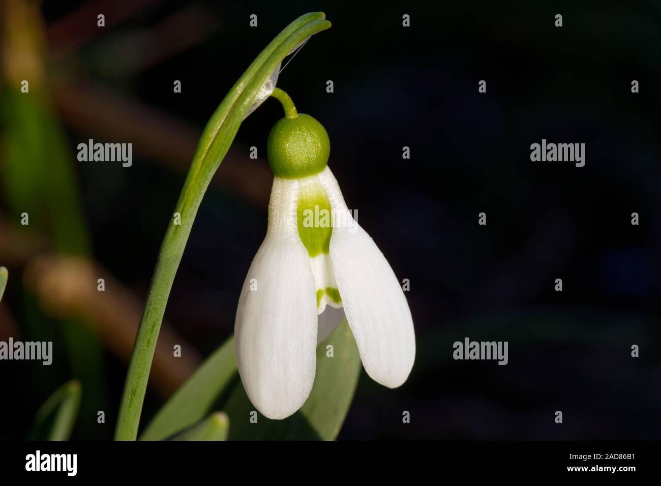 Schneeglöckchen im Frühjahr Stockfoto