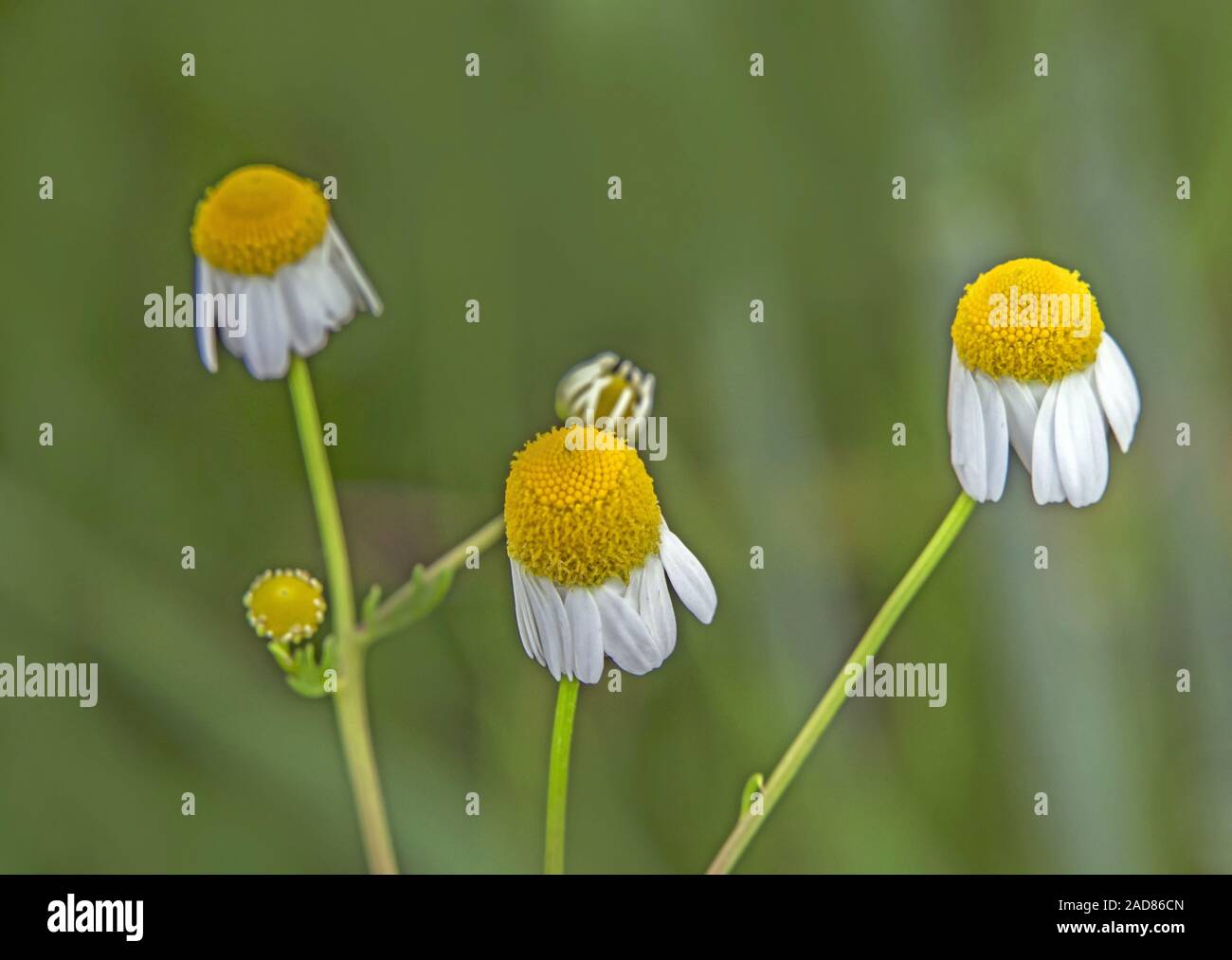 Kamille bin atricaria Chamomilla' Stockfoto