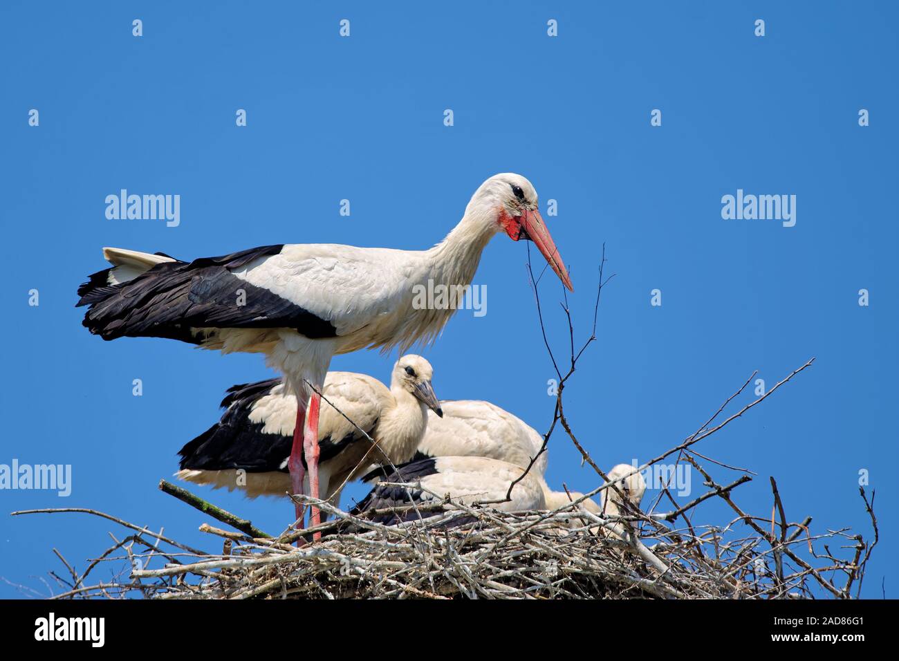 Störche auf dem nest Stockfoto