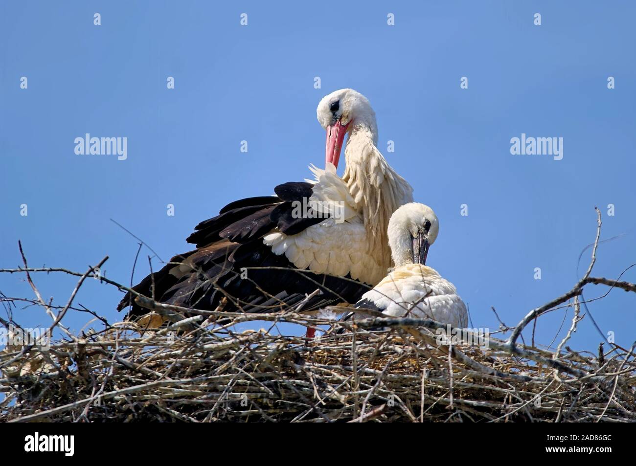 Weißstörche auf dem Nest Stockfoto