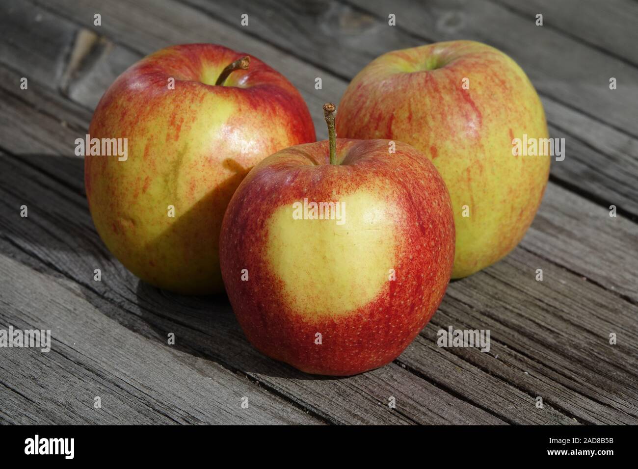 Malus Domestica Jonagored, Apple, Herz auf der Haut Stockfoto