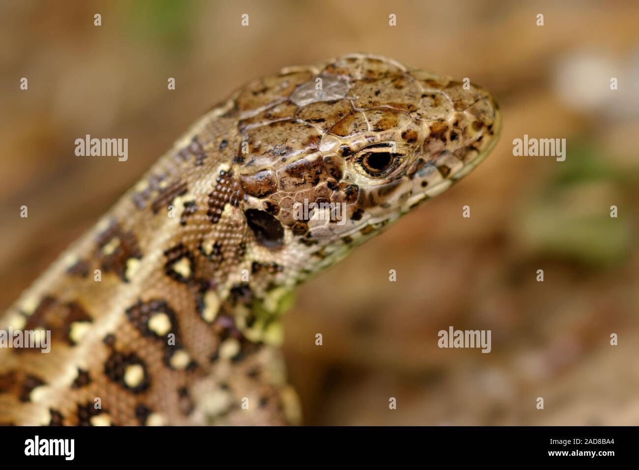 Zauneidechse Stockfoto