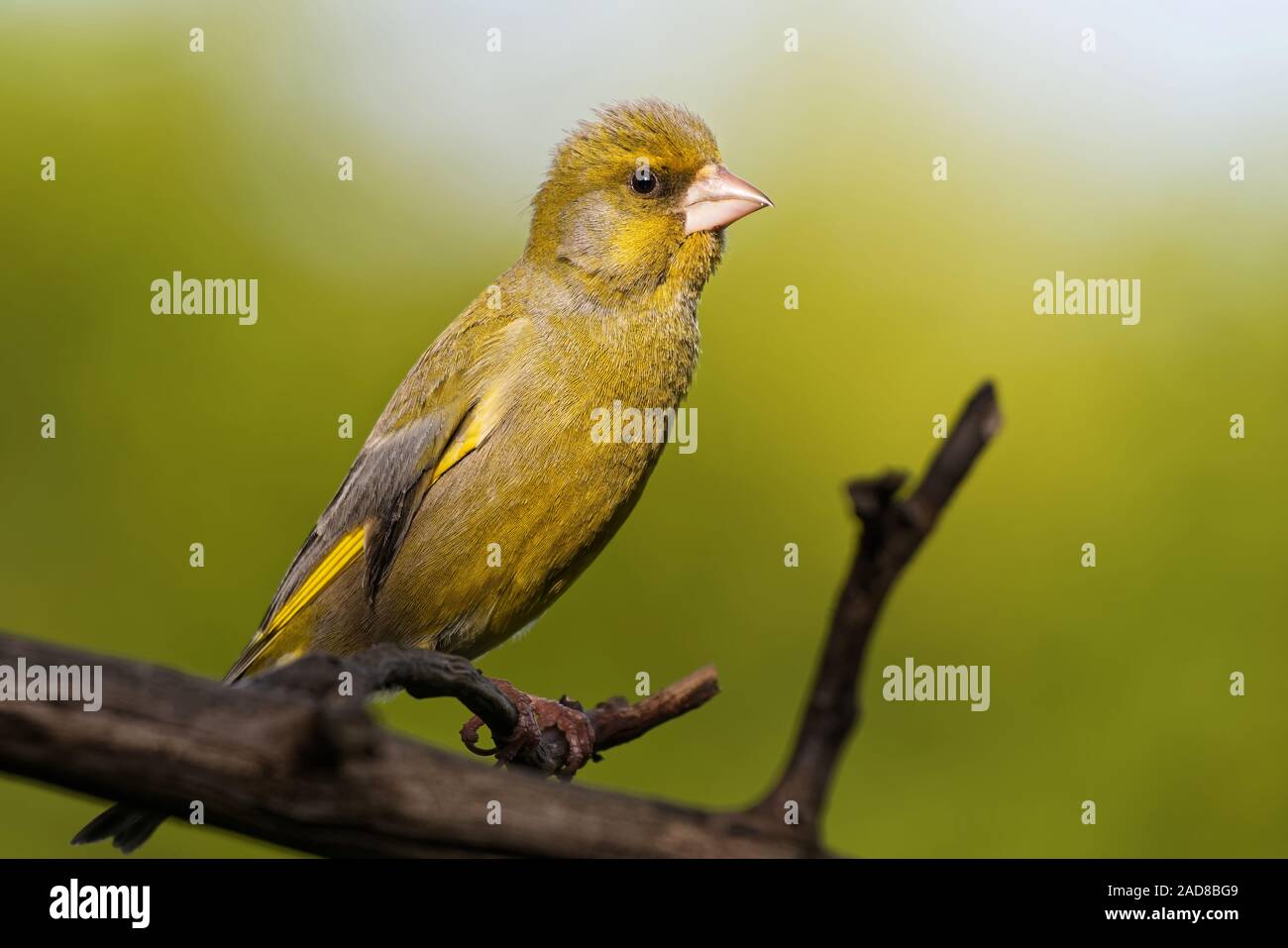 Juveniler Grünfink Stockfoto