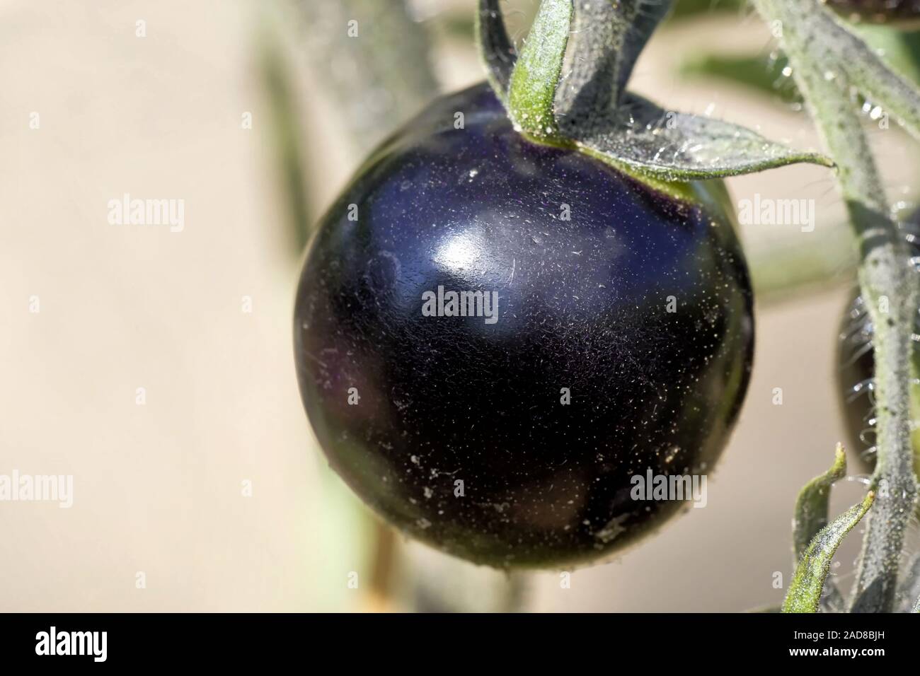 schwarze Tomaten Stockfoto