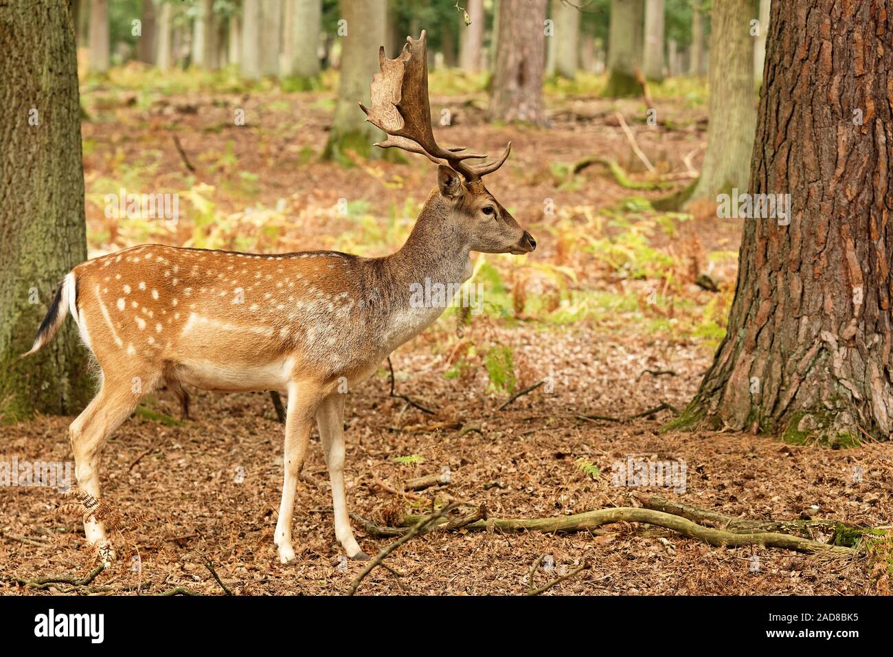 Damhirsch Stockfoto
