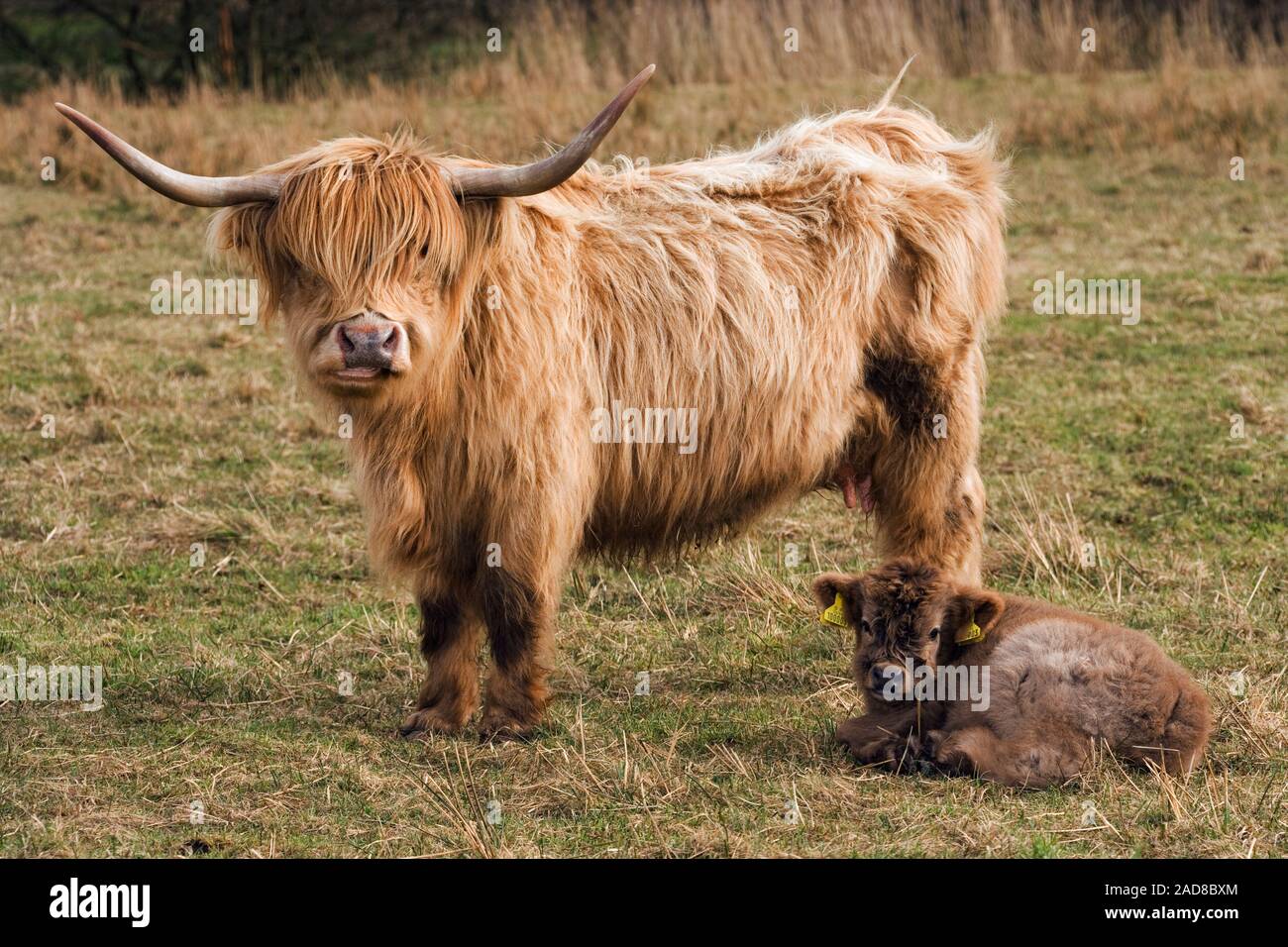 Schottisches Hochlandrind Kuh mit Ihren 24 Stunden alten Kalb (Bos taurus). Im Inland. Gesetzlich verpflichtet, Identifikation der Ohrmarken. Stockfoto