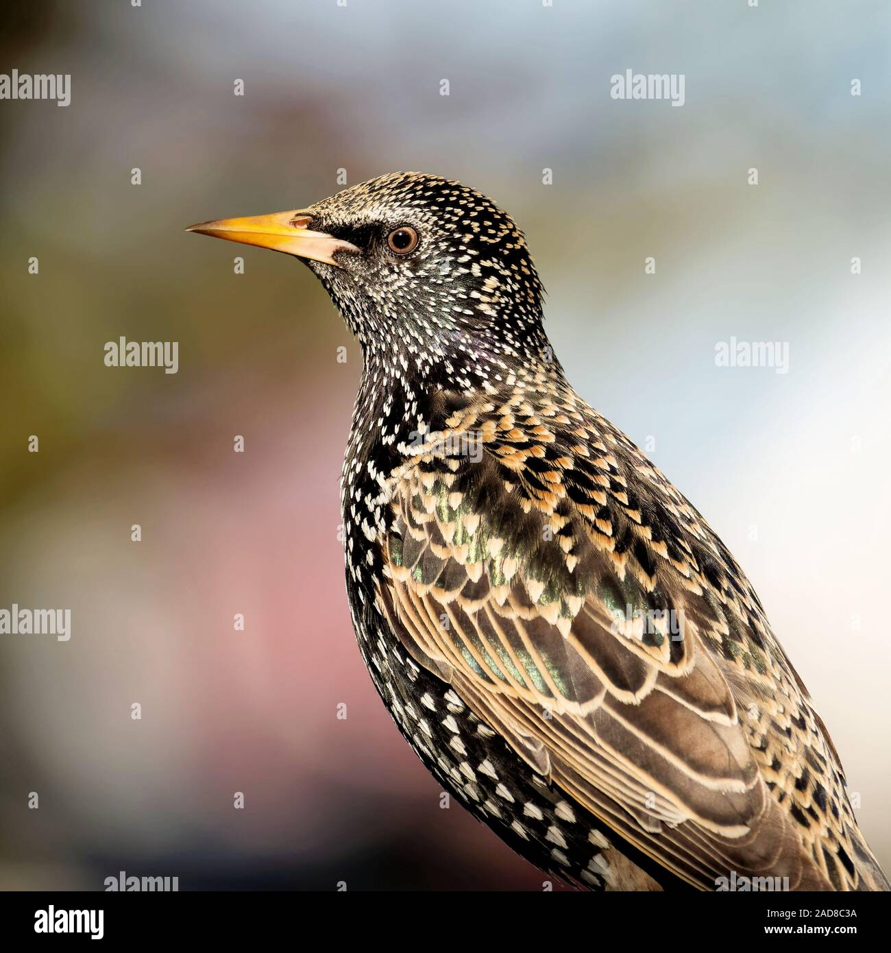 Common Starling in bredding Gefieder Stockfoto